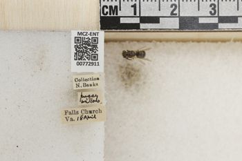 Media type: image;   Entomology 772911 Aspect: Labels